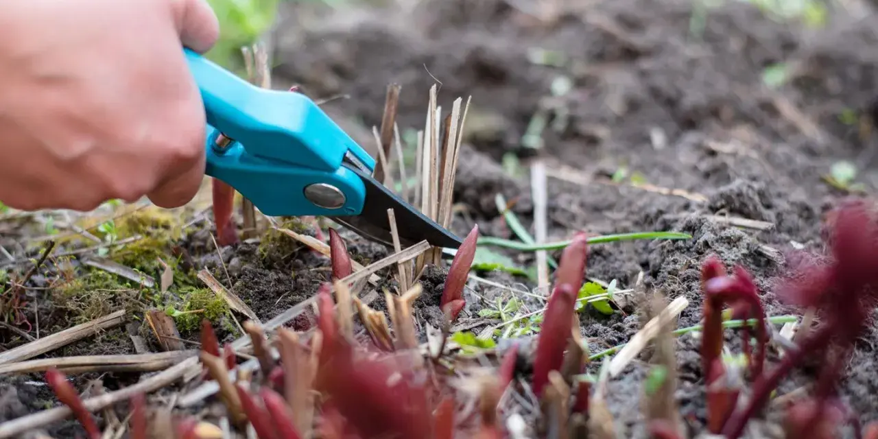 Hand mit blauer Gartenschere schneidet abgestorbene Stängel. Neue Triebe von Pfingstrosen sprießen aus der Erde.