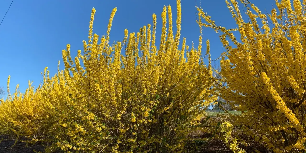 En rad med blommande forsythiabuskar lyser upp med sina gula blommor mot en klarblå himmel.