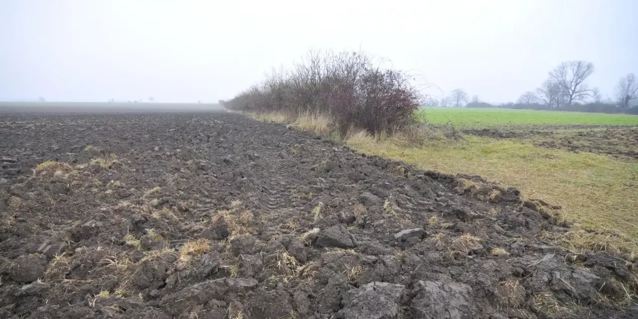 Pola uprawne i zarośla na tle mglistego krajobrazu. Zastanawiasz się, ile kosztuje hektar ziemi?