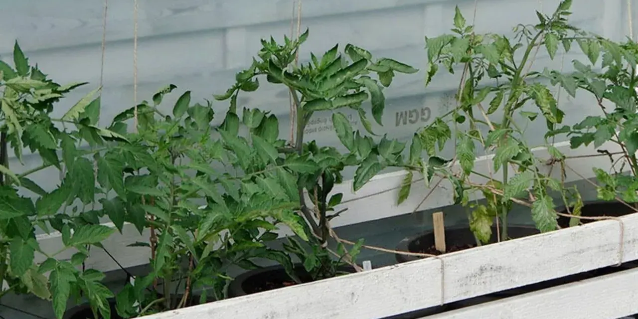 Små tomatplantor växer i krukor bakom en vit träbarriär. Det är ett tidigt tecken på att det snart är dags för så tomater i januari.