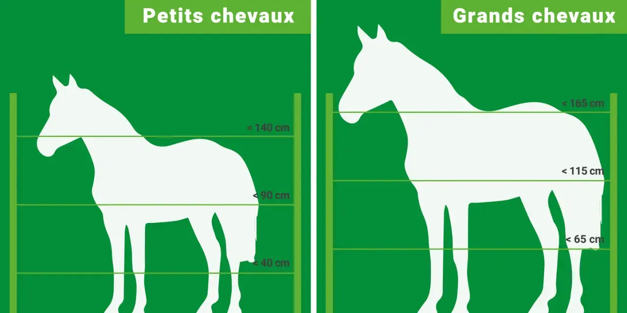 Comparaison de la hauteur cloture chevaux : petits et grands chevaux, avec indications de tailles.