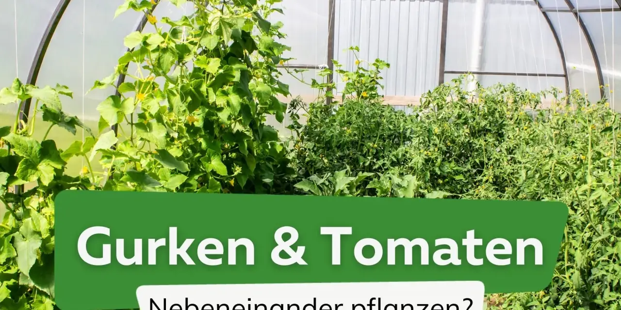 Gurken und Tomaten wachsen üppig nebeneinander in einem Gewächshaus.