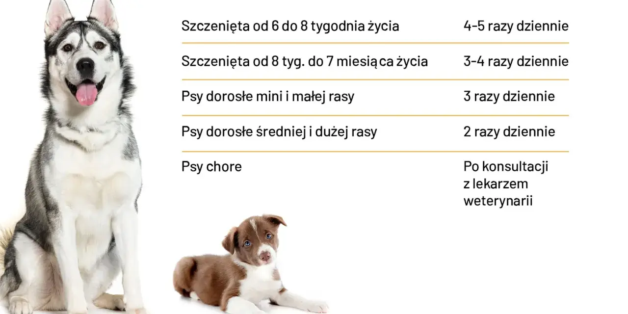Dawkowanie karmy dla szczeniaka: Ile, jak często i czego unikać?
