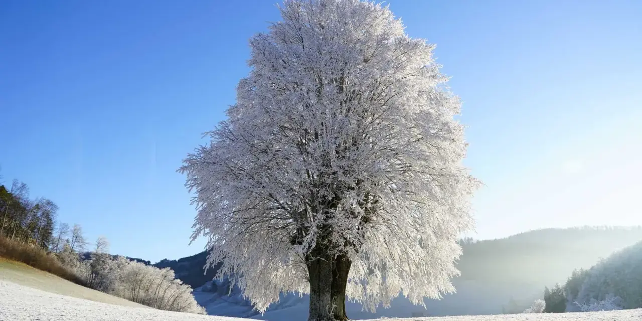 A majestic tree in winter, its branches coated in frost, stands against a clear blue sky. A faint contrail streaks across the sky, hinting at distant travel.