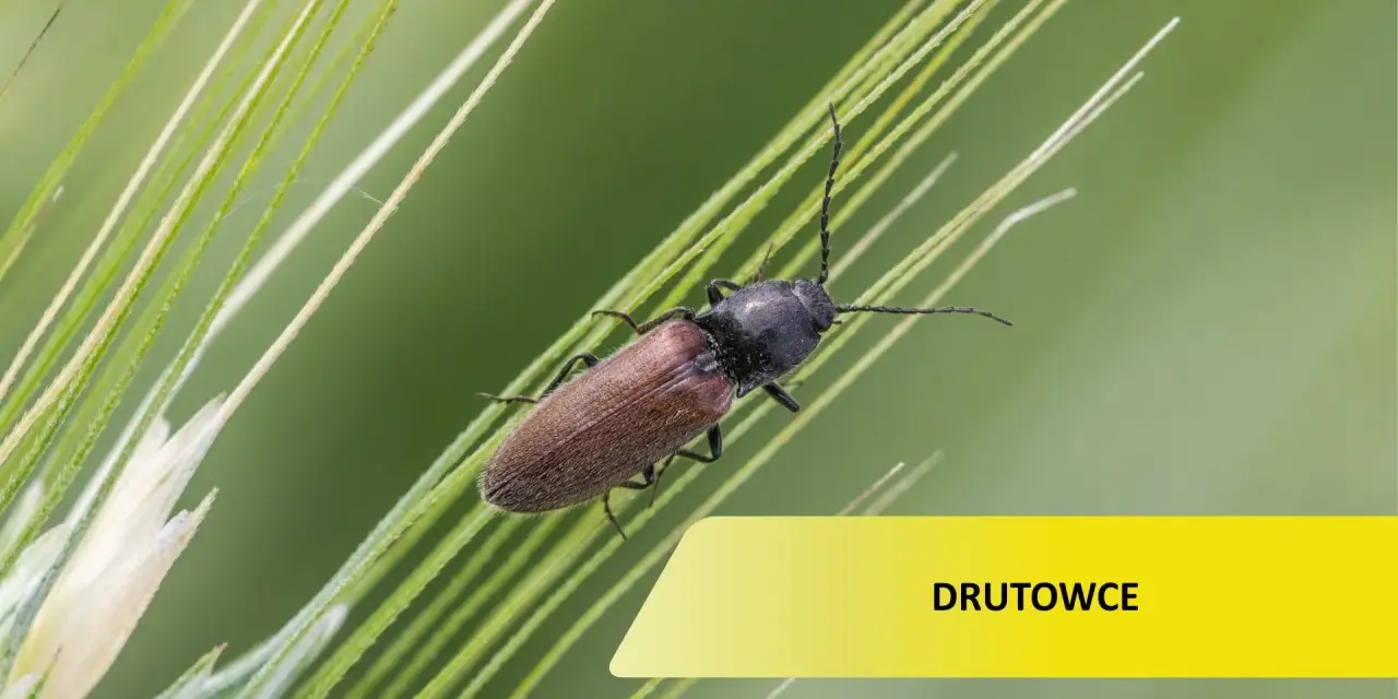 Brązowy chrząszcz, drutowiec, na źdźble trawy. Zwalczanie tych szkodników jest kluczowe dla upraw.