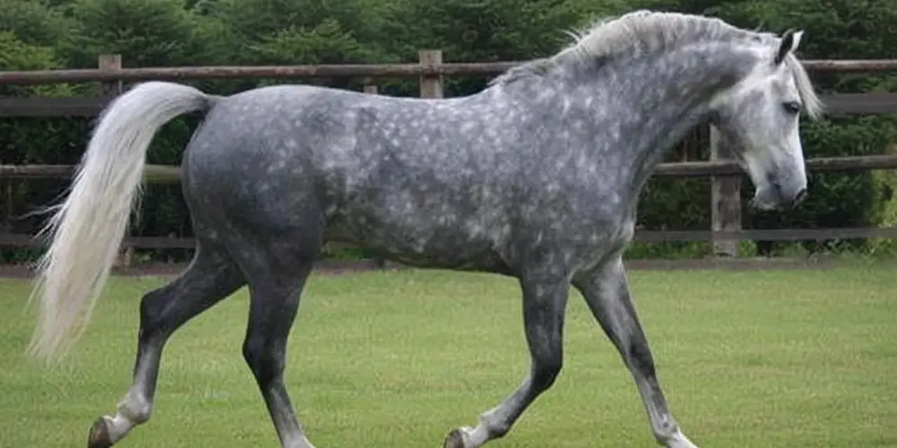 Cheval gris moucheté, d'un poids impressionnant, trottant sur l'herbe. Ce magnifique spécimen évoque un Selle Français.