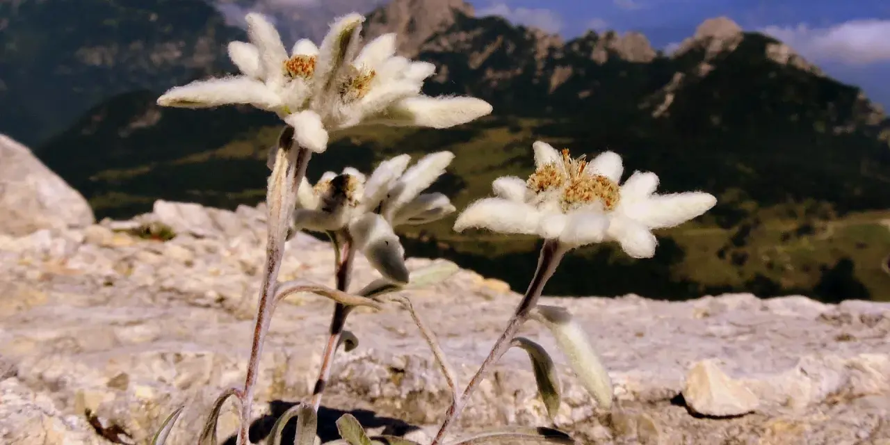 Fiori di Leontopodium alpinum, simbolo delle vette, crescono tra le rocce con sfondo di montagne nebbiose.