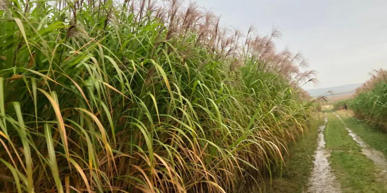 Champ de miscanthus aux plumes rosées, une ressource prometteuse pour le chauffage individuel, bordant un chemin rural humide.