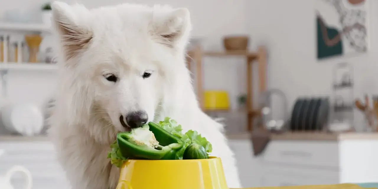 Biały pies samoyed zajada się papryką i sałatą, dostarczając sobie cennego błonnika.
