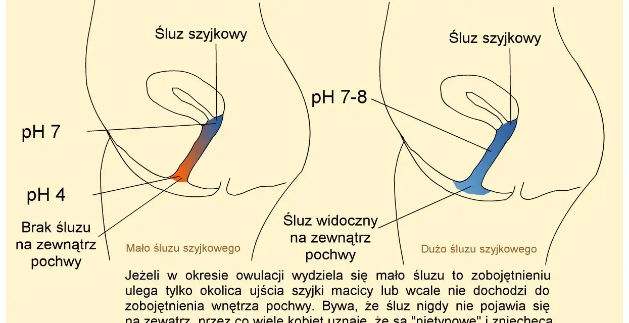 Ilustracja pokazuje zmiany pH pochwy i śluzu szyjkowego w okresie owulacji, pomagając zrozumieć dni niepłodne.