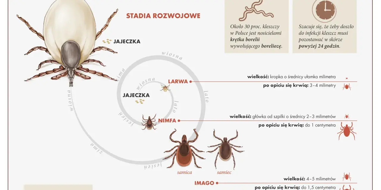 Jak rozpoznać kleszcza? Wygląd larwy, nimfy i dorosłego nie pomyl z pieprzykiem!