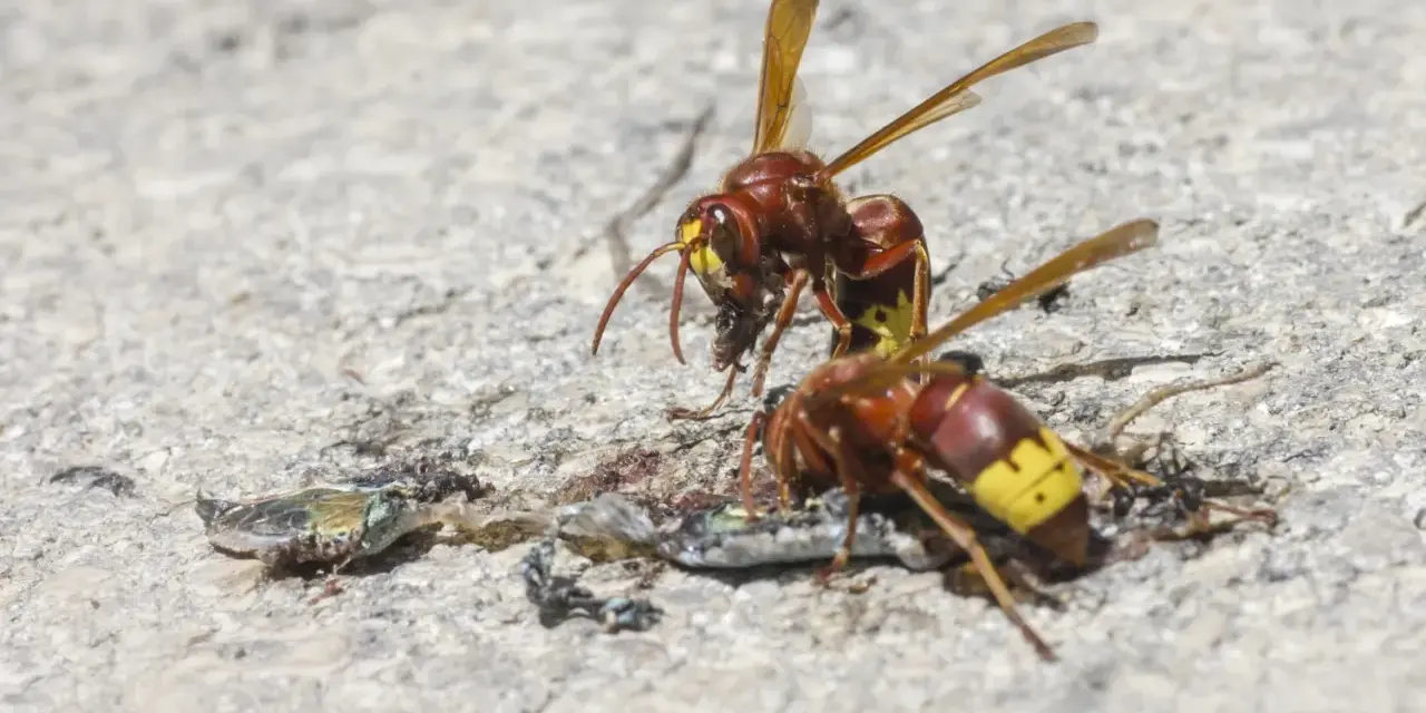 Dos vespas avispa se alimentan de un insecto muerto sobre una superficie de hormigón.