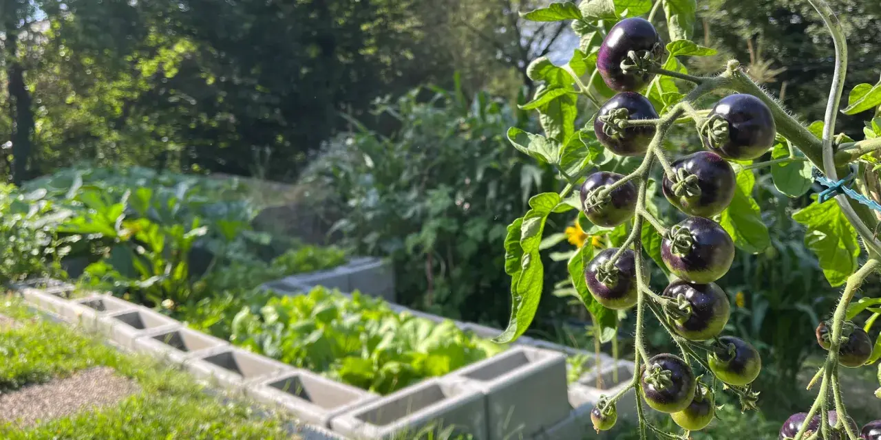 Dunkle, reife Tomaten hängen an einem Strauch. Im Hintergrund wächst Gemüse in Hochbeeten. Diese guten Nachbarn Tomaten sind bald erntereif.