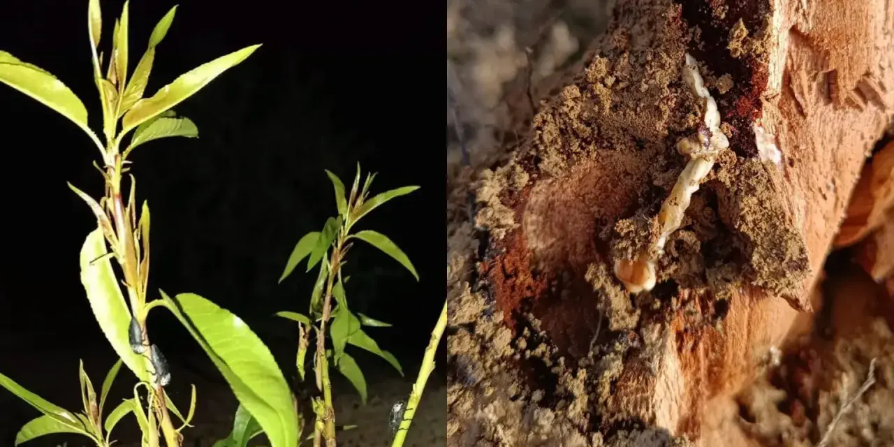 Planta con insectos y un gusano cabezudo saliendo de la madera. ¿Cómo matarlos?