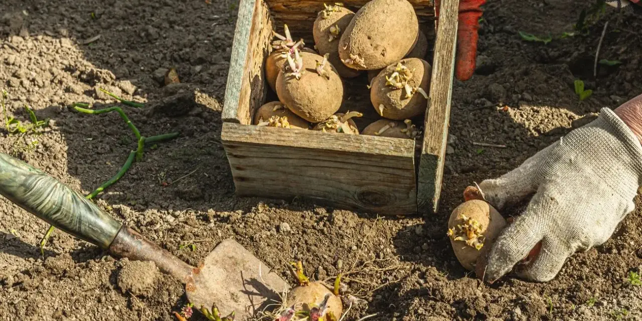 Ręce w rękawiczkach sadzą ziemniaki z kiełkami do ziemi. Skrzynka z ziemniakami i łopatka obok. Idealny czas, kiedy sadzić ziemniaki, to wiosna.
