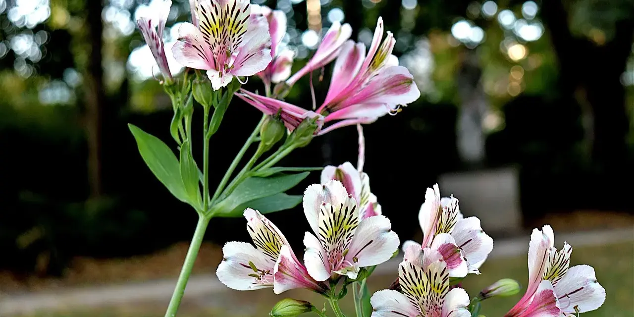 Delikatny kwiat alstroemeria w odcieniach bieli i różu, z czarnymi prążkami, kwitnie na tle rozmytego ogrodu.