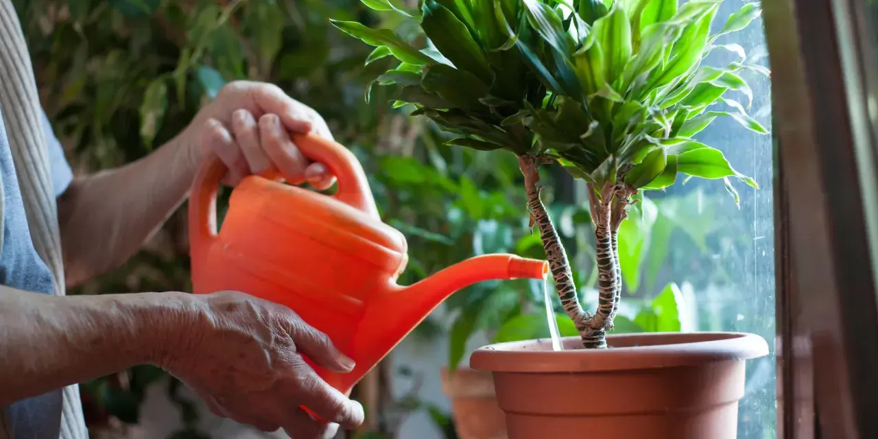 Ręce podlewają kwiat z pomarańczowej konewki. Tabela podlewania kwiatów pomaga w pielęgnacji.