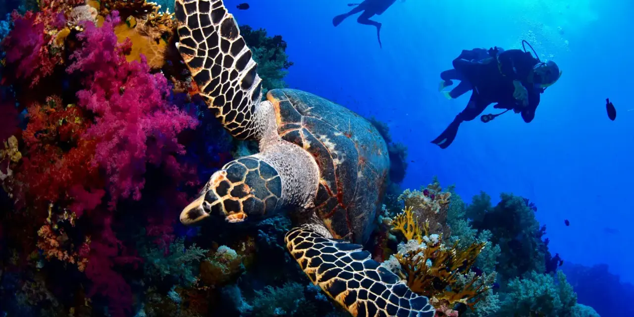 Tartaruga marina tra coralli colorati e subacquei. Un'immersione da sogno a Sharm el Sheikh quando andare per vivere questa magia.
