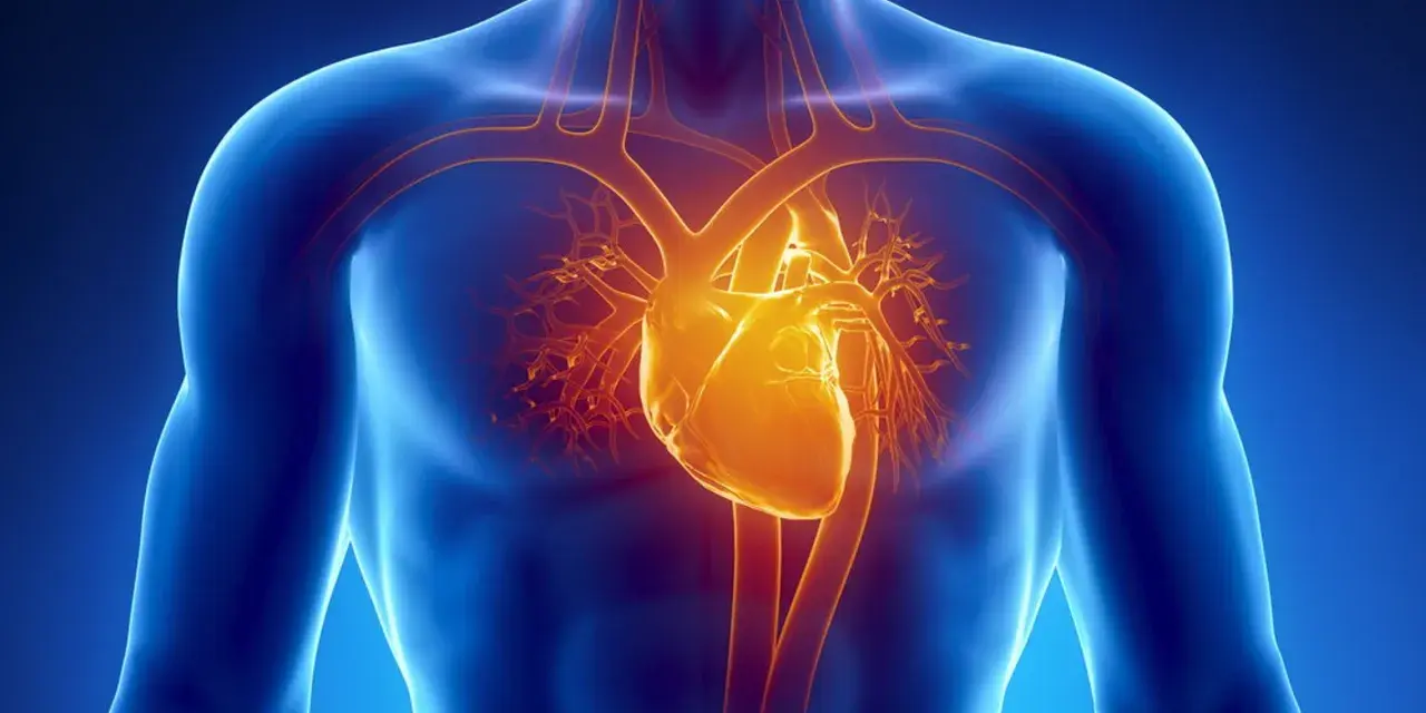 Anatomical illustration of a human torso showing a glowing yellow heart and blood vessels against a blue background.