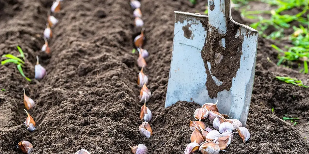 Semina l'aglio seguendo il calendario lunare di febbraio. Una pala è pronta per piantare gli spicchi nel terreno fertile.