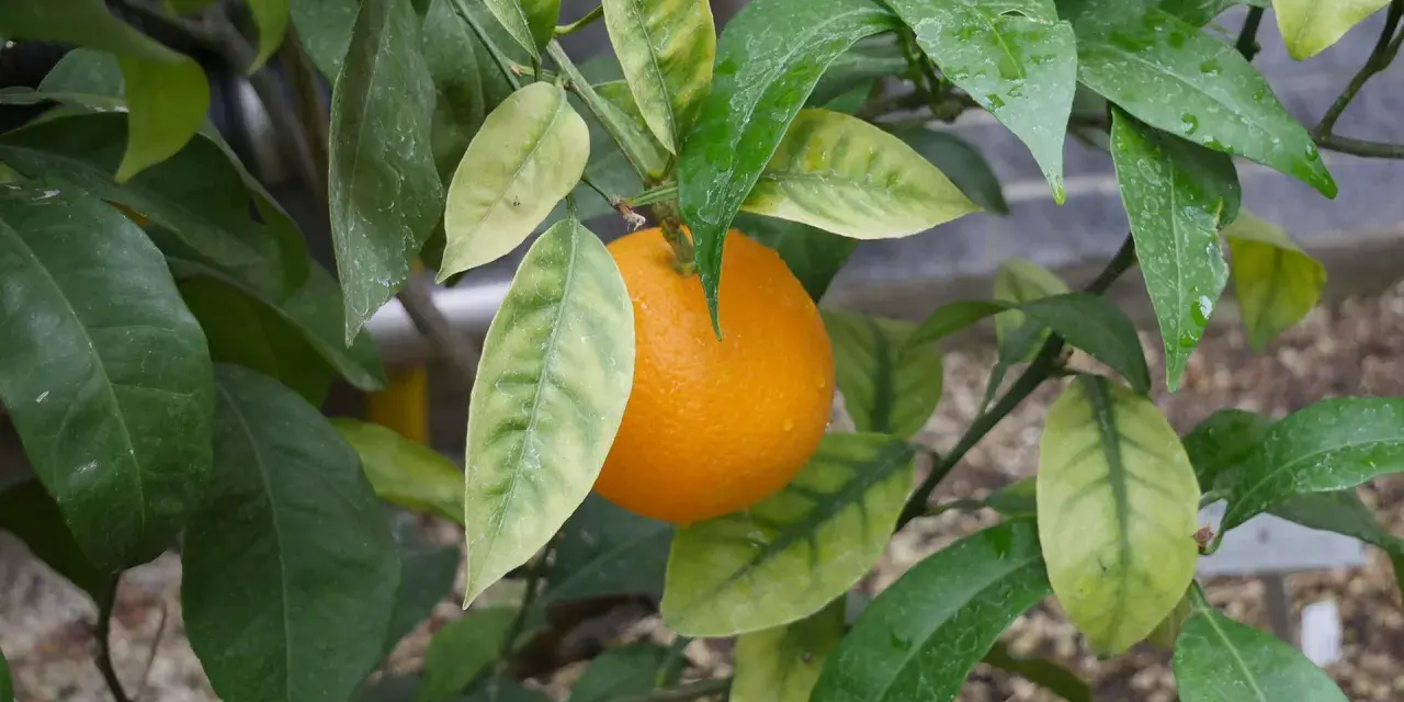 Reife Orange am Zweig, umgeben von grünen und gelblichen Blättern. Die feuchten Blätter deuten auf gute Orangensaftpflege hin.