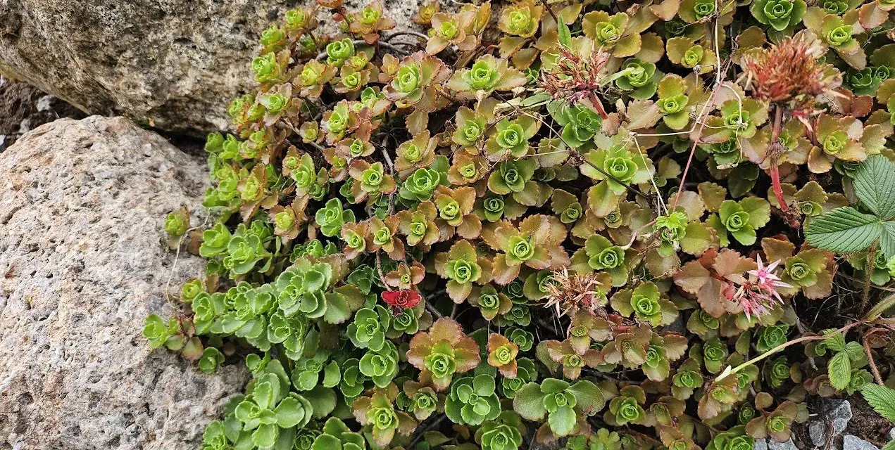 Kaukasiskt fetblad växer tätt intill stenar, med gröna och bronsfärgade blad. Några små rosa blommor syns.