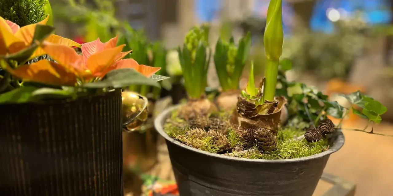 Växter i kruka, med en amaryllis som börjar slå ut. Julblommor i kruka som skapar en mysig julstämning.