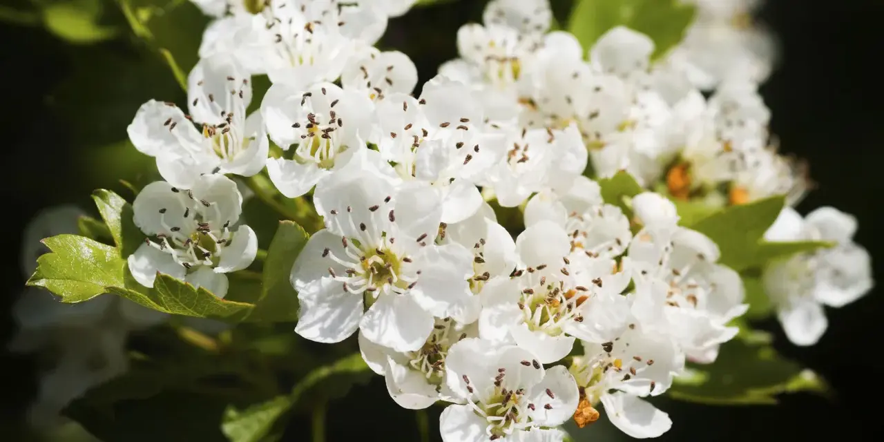 Flores blancas de espino blanco, con sus estambres marrones. Conoce sus espino blanco propiedades y contraindicaciones.