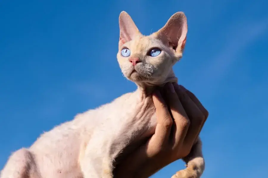 Devon Rex cena bez rodowodu – poznaj ceny i co wpływa na koszt