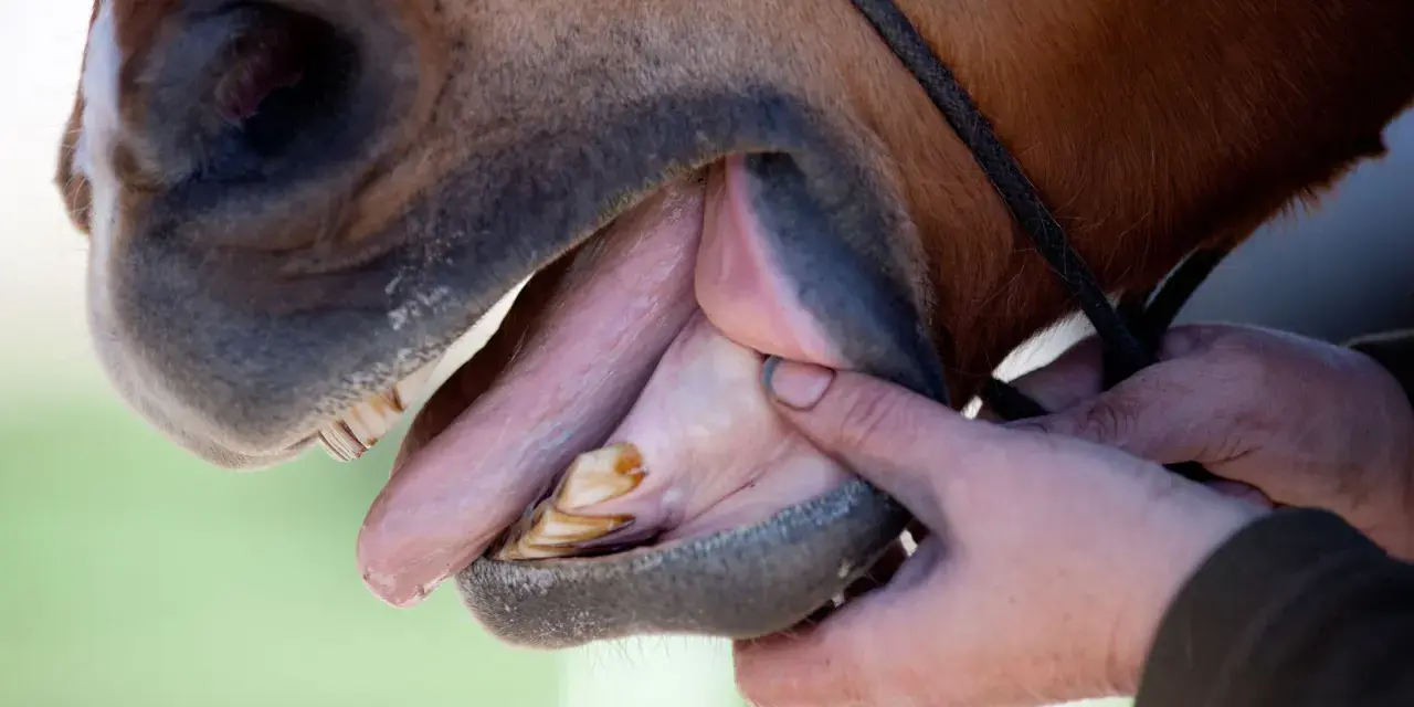 Examen de la dent de cheval par un vétérinaire. La bouche est ouverte, révélant les molaires et incisives.