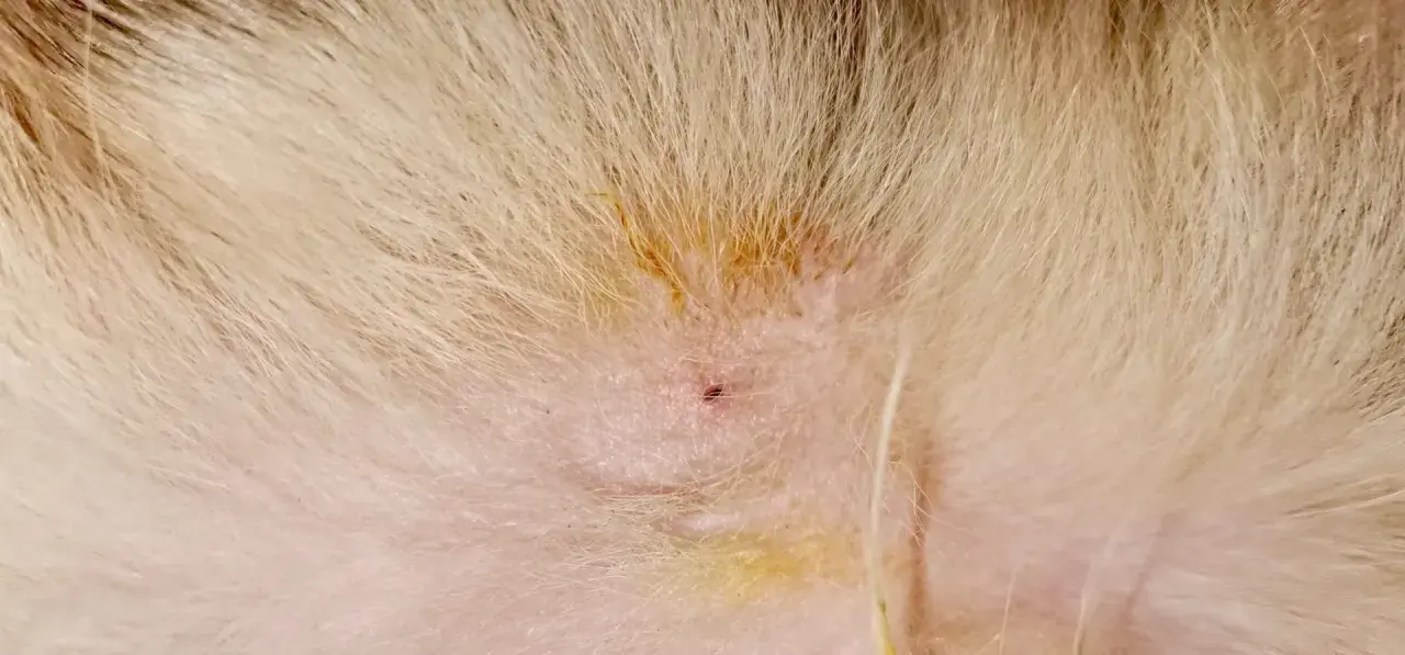Une petite plaie rouge sur la peau d'un animal, avec un reste de tique mal enlevée.