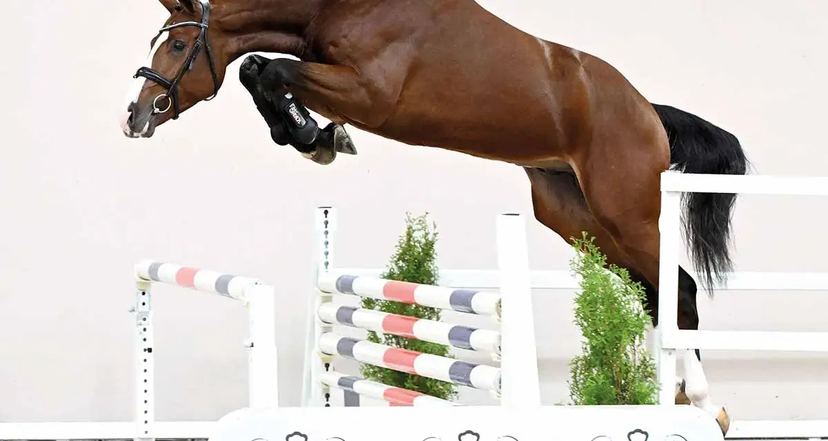Un magnifique cheval brun saute une barrière, tel un candy de Nantuel en plein vol.