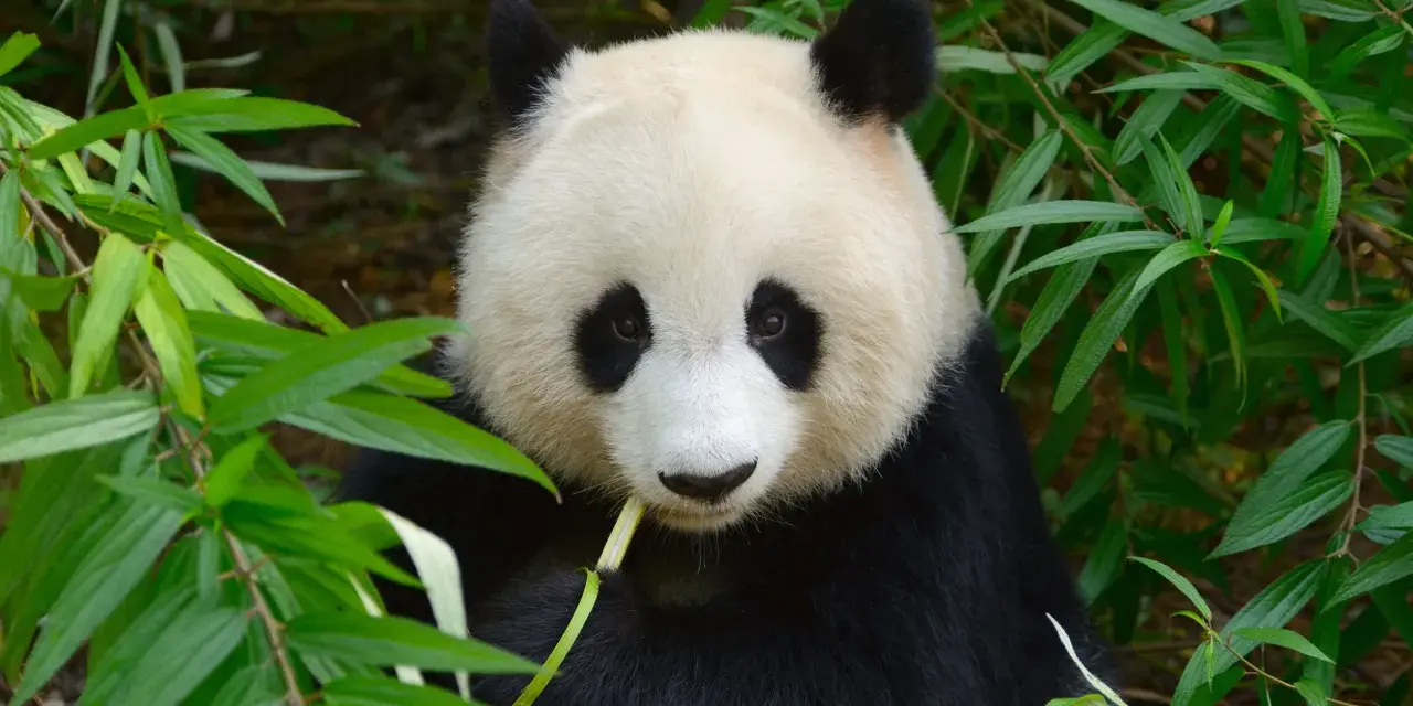 Czy panda jest zagrożona wyginięciem? Oto prawda o jej statusie ochrony