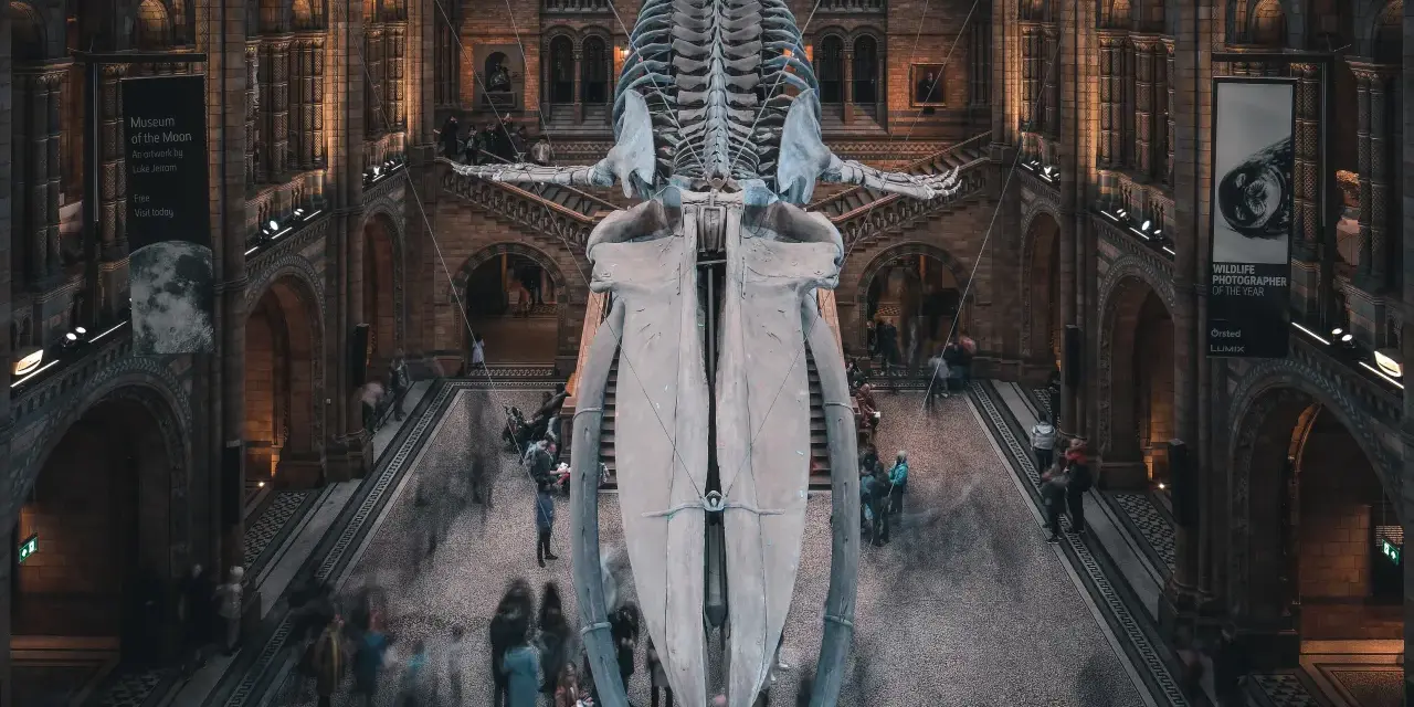 Londra gratis: Musei, parchi e attrazioni imperdibili a costo zero