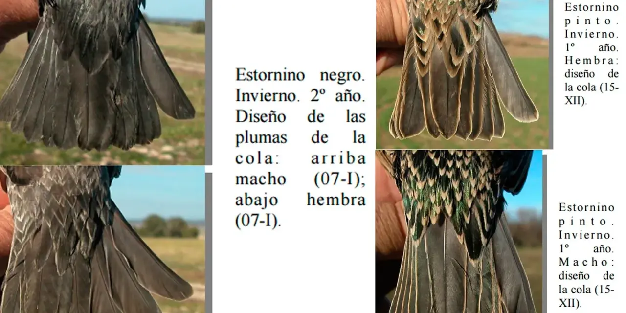 Estornino negro, invierno, 2º año. Diseño de plumas de cola: macho arriba (07-I); hembra abajo (07-I).