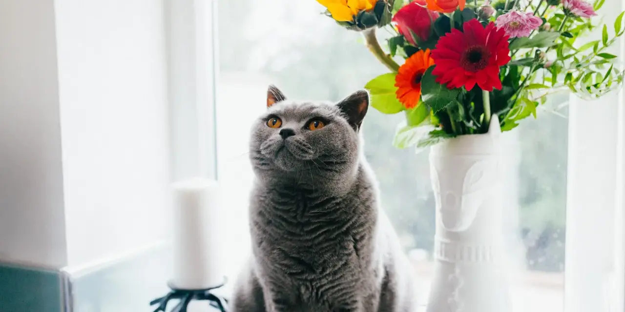 En grå katt sitter vid ett fönster bredvid en vas med blommor. En gullranka katt som spanar ut.