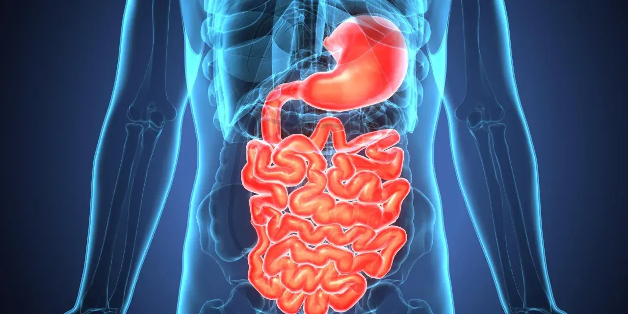 Anatomical illustration of the human digestive system, highlighting the stomach and intestines. Wavy, red intestines could represent inflammation, indicating potential zapalenie jelita objawy.