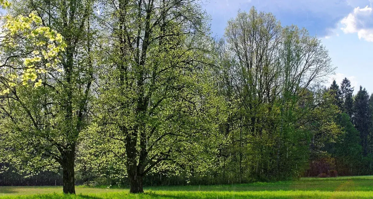 Zielony, kwitnący las i łąka w Supraślu. Idealne miejsce na weekendowe atrakcje i spacery wśród natury.