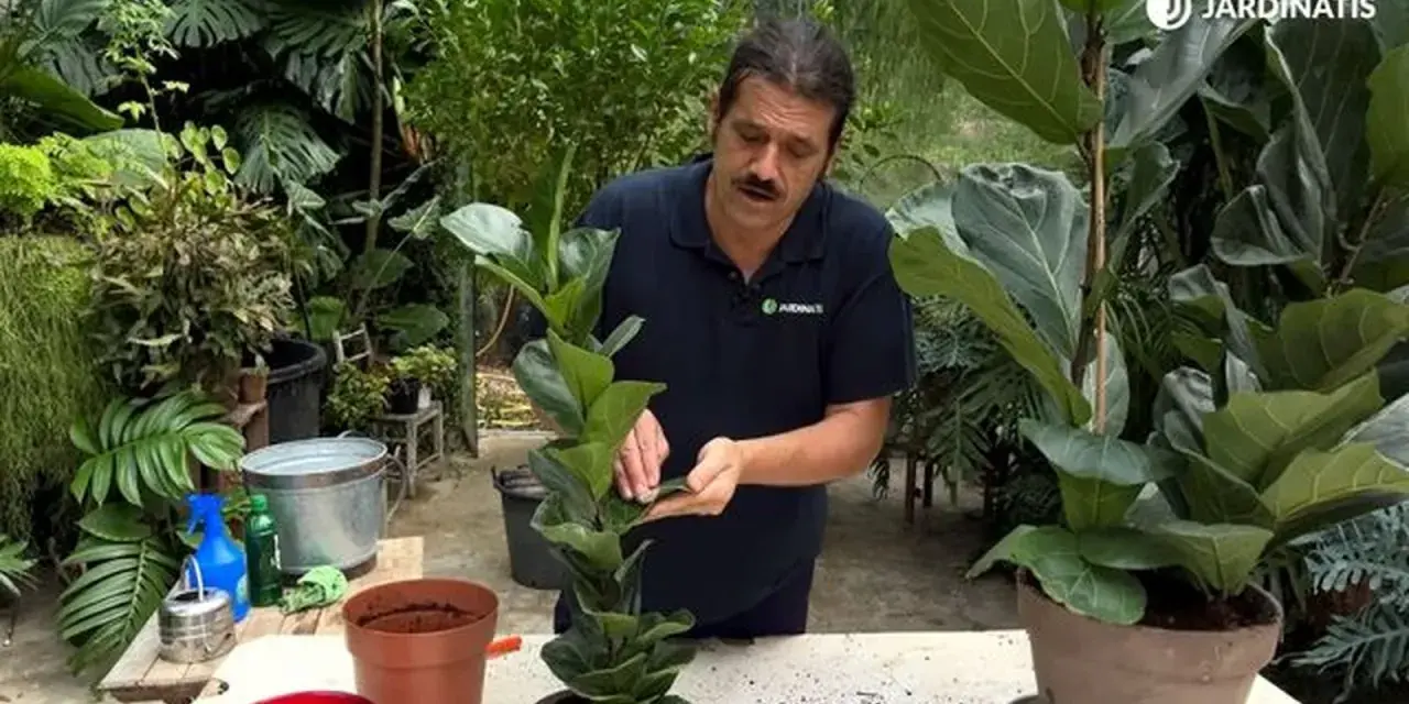 Hombre cuidando un ficus lyrata, una planta de interior popular por sus grandes hojas.