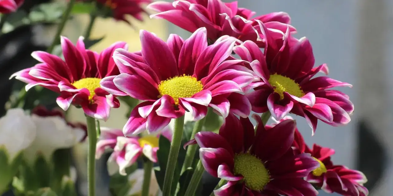 Un ramo de vibrantes flores de verano exterior, con pétalos magenta y bordes blancos, y centros amarillos brillantes.