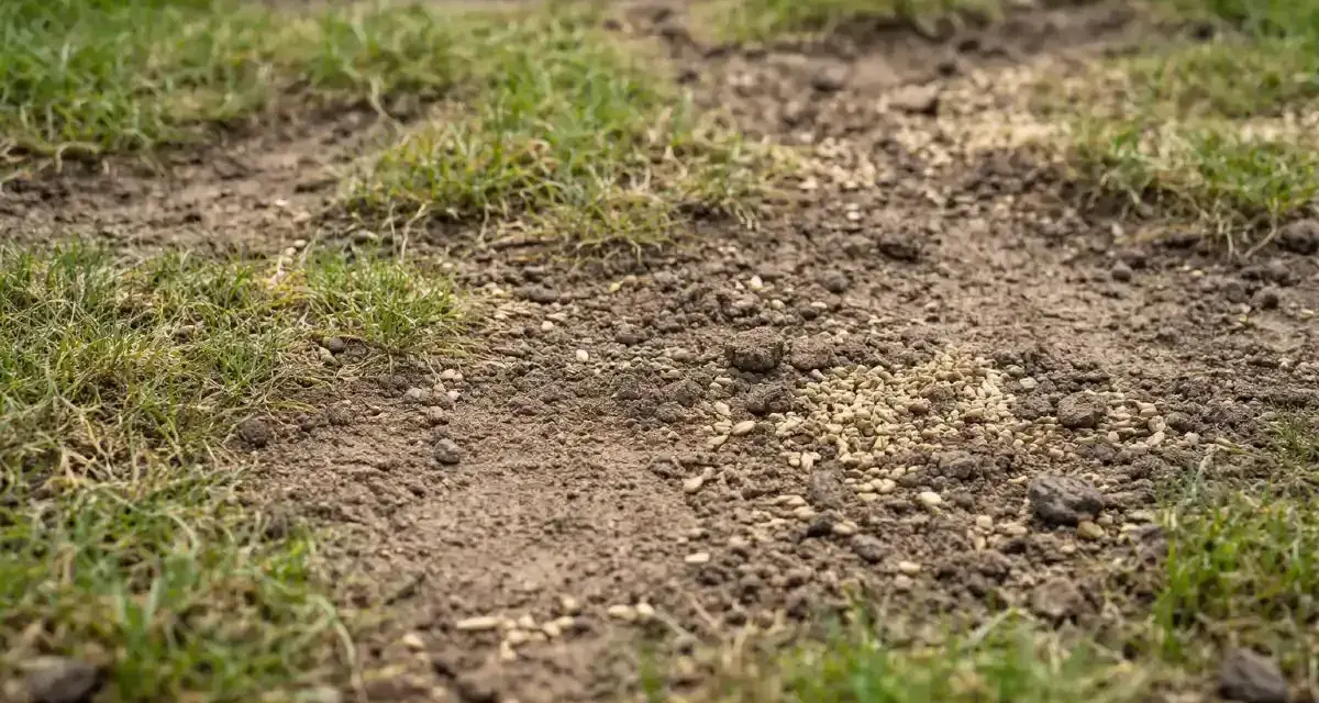 Nahaufnahme von Rasensamen auf Erde mit spärlichem Gras.