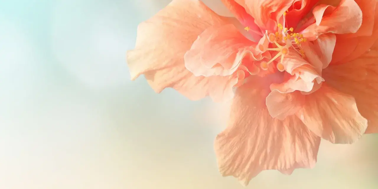 Delikatny, brzoskwiniowy hibiskus. Pielęgnacja tej rośliny jest prosta, a efekt zachwyca.