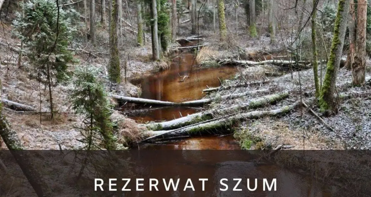 Zimowy krajobraz w rezerwat szum. Brązowa rzeka płynie przez las pełen powalonych drzew i iglaków, pokrytych pierwszym śniegiem.