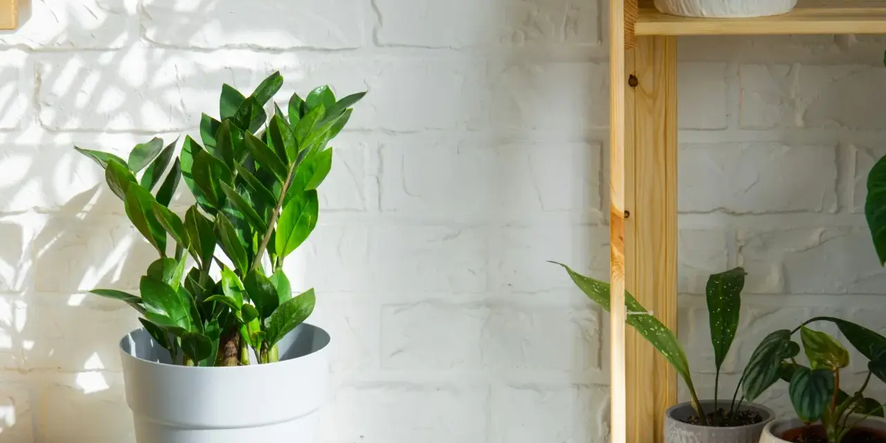 Zamioculcas verde brillante in vaso bianco, su sfondo di mattoni bianchi illuminati dal sole. Questa pianta può stare fuori, prosperando in luce indiretta.
