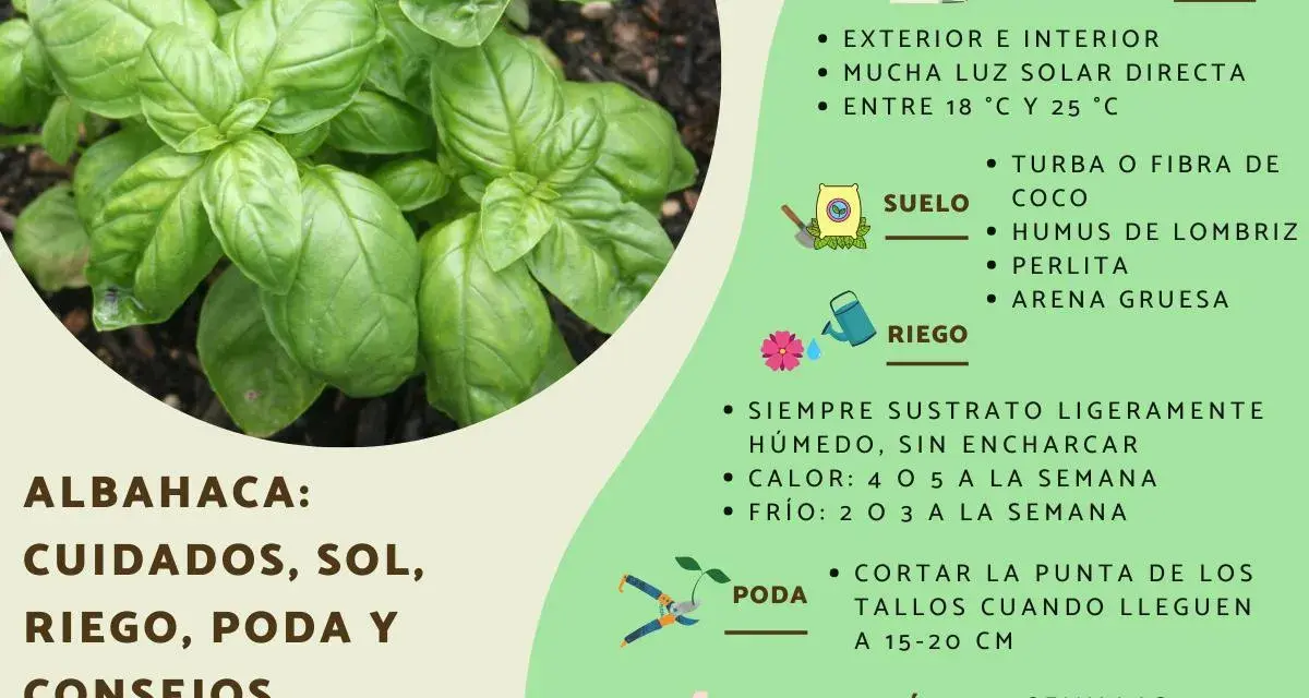 Albahaca: cuidados, sol, riego y poda. Consejos para cultivar esta hierba aromática en casa.