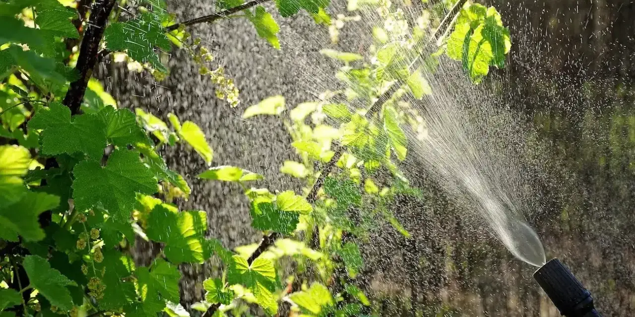 Oprysk Miedzian 50 WP na krzewach. Jak i kiedy stosować terminy oprysków, by chronić rośliny.