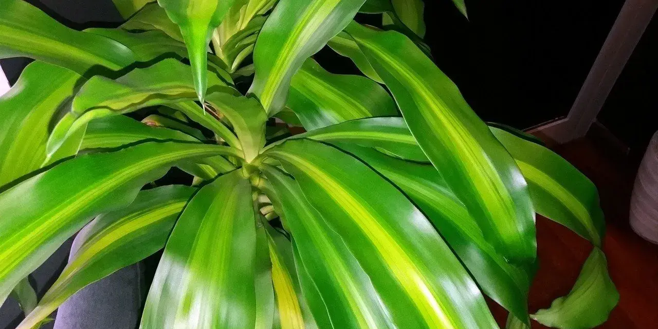 Dracena z zielono-żółtymi liśćmi. Dowiedz się, jak dbać o tę roślinę, by pięknie rosła.