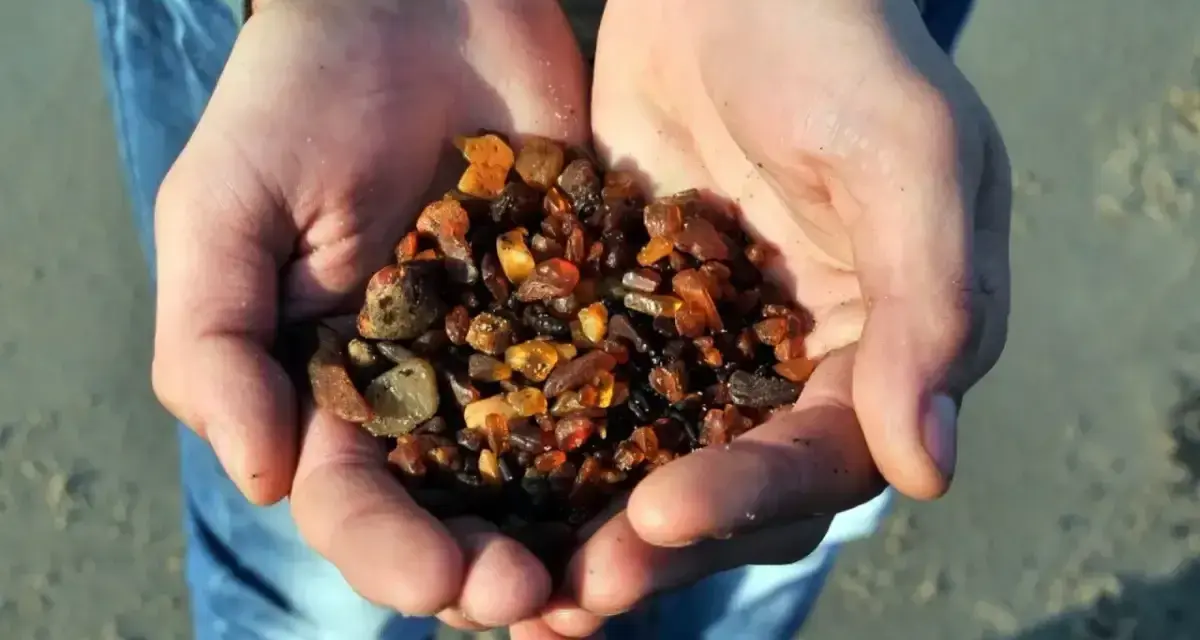 Garść bursztynów znalezionych na plaży. Tak wygląda sukces, gdy wiesz, jak szukać bursztynu.