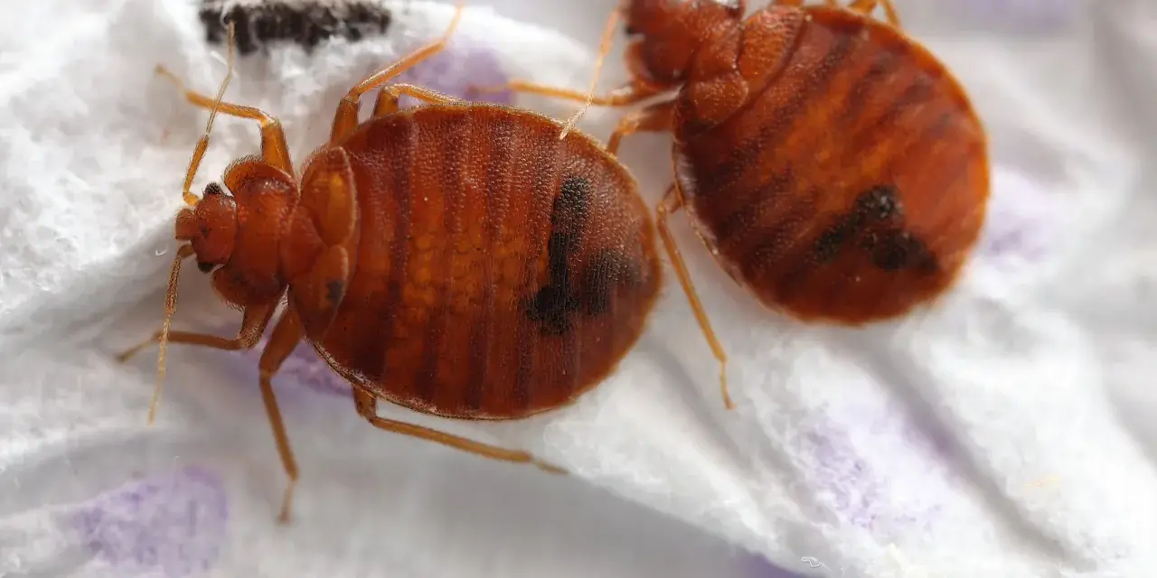 Dos chinches de cama marrones y ovaladas, con rayas oscuras, sobre una superficie blanca. Aprende cómo eliminar chinches.