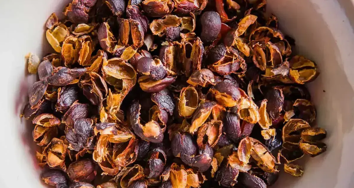 Suszone skórki kawy, czyli cascara. To produkt uboczny procesu produkcji kawy, który można zaparzyć jak herbatę.